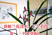 如何正确养护兰花（浇水技巧与注意事项）