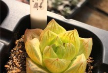 宝草玉露的徒长问题与解决方法（如何应对宝草玉露的徒长现象？）