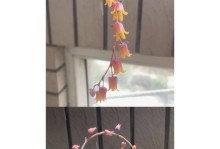 蓝石莲开花后的处理方法（让蓝石莲绽放更美丽的花朵）