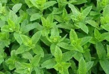 以野薄荷怎么养（打造美丽花园的秘诀）