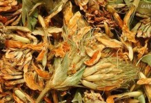白花三叶草繁殖的方法及技巧（掌握白花三叶草繁殖技巧，让花园更美丽）