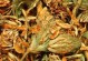 白花三叶草繁殖的方法及技巧（掌握白花三叶草繁殖技巧，让花园更美丽）