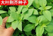 九层塔的最佳播种时间是什么时候？（掌握九层塔播种时间的技巧和方法）