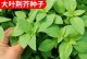 九层塔的最佳播种时间是什么时候？（掌握九层塔播种时间的技巧和方法）