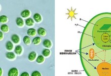 揭秘衣藻的高级面貌（解读衣藻在生态中的重要性）