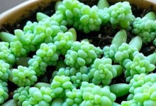 多肉叶插怎样防止徒长？（防止多肉叶插徒长的实用技巧与方法）