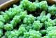 多肉叶插怎样防止徒长？（防止多肉叶插徒长的实用技巧与方法）