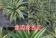 龙舌兰开花的奇妙之美（从花朵特征到品种分类）