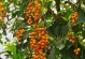 探秘连翘的花序类型——圆锥花序