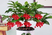 富贵籽移栽指南（了解适宜移栽时间与操作步骤，助你成功种植属于自己的富贵之树）