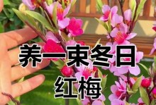 红梅花冬天怒放，惊艳大地的美景（红梅花的开放时间、品种、喜好土壤以及花语）