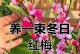 红梅花冬天怒放，惊艳大地的美景（红梅花的开放时间、品种、喜好土壤以及花语）