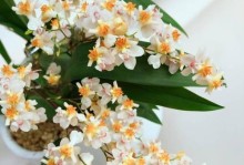 冬天兰花开花养护全攻略（寒冬中的兰花怎样才能开花？一起来学养护技巧吧！）