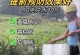 生姜肥料的选择与浇施技巧（选对肥料，助力生姜生长；掌握浇施技巧，增加产量）