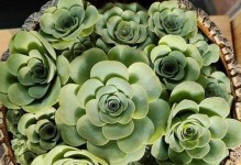 夏季山地玫瑰发根技巧（掌握正确方法，轻松繁殖美丽的夏季山地玫瑰）