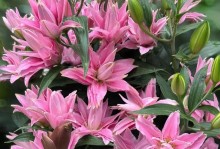 香水百合花期养护指南（如何正确养护香水百合花期？）