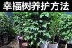 以幸福树怎么能把主干养粗的秘诀（掌握关键技巧，让幸福树主干粗壮如柱）