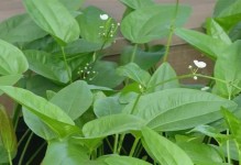 探秘块茎植物的神奇世界（从芋艿到花菜，这些植物让你惊叹）