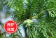 侧柏养植的全面指南（了解侧柏的生长环境与栽培要点，成就您的理想园林景观）