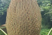 种植苏铁的方法与技巧（从苏铁种子到葱郁苏铁树，一步步指导你种植苏铁）