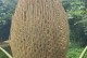 种植苏铁的方法与技巧（从苏铁种子到葱郁苏铁树，一步步指导你种植苏铁）