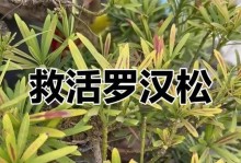 罗汉松叶子卷曲之原因与解决方法（探究罗汉松叶子卷曲的成因，分享有效的解决方案）