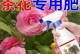 为什么茶花一直不开花？（探究茶花不开花的原因及解决方法）