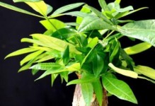 发财树的种植技巧（掌握适合发财树生长的土壤和养护方法）