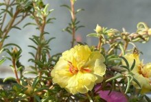花花怎样度过寒冬（为你的花花设计一个温暖的冬天生活）