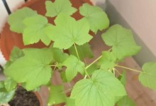腊梅花叶子黄了怎么养护？（解决腊梅花叶子黄化问题的有效方法）