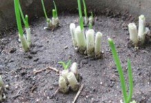 水花生种植指南（选择合适的月份，让水花生生长茁壮）