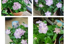 五春花怎么养？细说养护技巧（五春花的种植、浇水、施肥、剪枝及病虫防治等养护要点一网打尽）