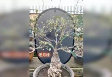 盆景月桂养护指南（让你的月桂健康茁壮的养护法）