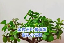 如何修剪金枝玉叶？（掌握关键技巧，打造优美造型）