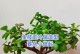 如何修剪金枝玉叶？（掌握关键技巧，打造优美造型）