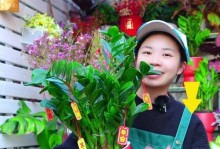 摇钱树的养殖与繁殖技巧（打造财富之源，掌握摇钱树的关键养殖技巧）