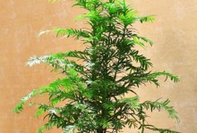 红豆杉养殖方法详解（从选种到病虫防治，全方位教你种植红豆杉）