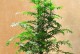 红豆杉养殖方法详解（从选种到病虫防治，全方位教你种植红豆杉）