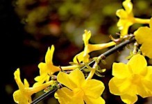 以迎春花怎么生根（培养迎春花根系的关键技巧与步骤）