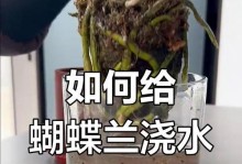 大花的浇水方法与技巧（让你的大花茁壮成长的关键）
