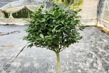 盆栽茶花如何矮化——打造迷你花园的秘诀（掌握矮化技巧，让茶花成为家中的小巧艺术品）