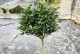 盆栽茶花如何矮化——打造迷你花园的秘诀（掌握矮化技巧，让茶花成为家中的小巧艺术品）
