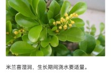 米兰老桩养殖全面指南（掌握精准养殖技巧，让你养出高品质的米兰老桩）