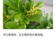 米兰老桩养殖全面指南（掌握精准养殖技巧，让你养出高品质的米兰老桩）