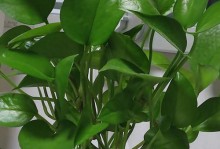 万年青盆栽的养殖方法（轻松掌握万年青盆栽的养护技巧）
