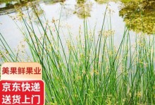 美人蕉种子的种植方法（从选种到收获，教你成功种植美人蕉）