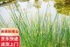 美人蕉种子的种植方法（从选种到收获，教你成功种植美人蕉）