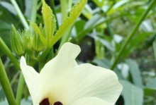 蜀葵枝扦插技术的探索与应用（揭秘蜀葵枝扦插方法，助力蜀葵繁育与栽培）