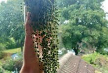 夏天如何养护珍珠吊兰？（打造繁茂绿意，学会细心呵护）