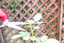 月季叶子枯萎了怎么办？（救活您的月季植物，让它再次绽放鲜花！）